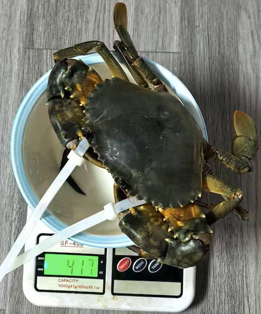 裸蟹净重
